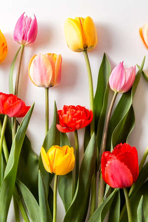 A bouquet of tulips of different colors on a white background. A ready place for your invitation text, congratulations.の写真素材