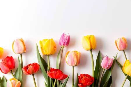 A bouquet of tulips of different colors on a white background. A ready place for your invitation text, congratulations.の写真素材