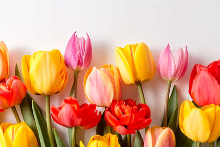 A bouquet of tulips of different colors on a white background. A ready place for your invitation text, congratulations.の写真素材