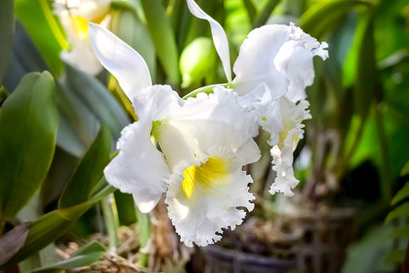 A branch of a purple orchid in the orchid garden (botanical garden). close-up. selective focus. Blurred background.の写真素材