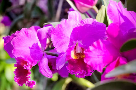 A branch of a purple orchid in the orchid garden (botanical garden). close-up. selective focus. Blurred background.の写真素材