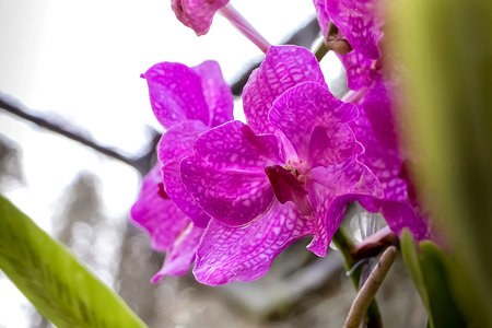 A branch of a purple orchid in the orchid garden (botanical garden). close-up. selective focus....