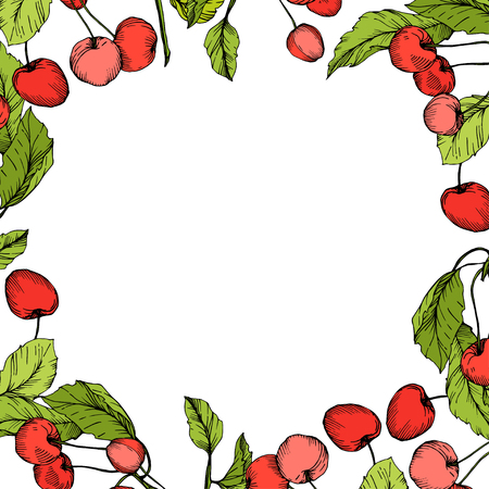 Vector Cherry fruits on white background. Green leaf. Red and green engraved ink art. Frame border ornament square.のイラスト素材