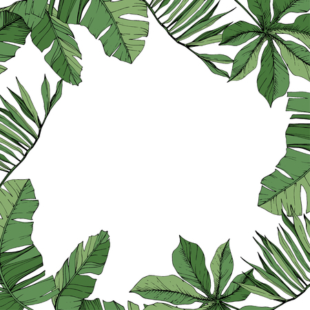 Vector Green leaf plant botanical foliage. Engraved ink art. Palm beach tree leaves. Frame border ornament square.のイラスト素材