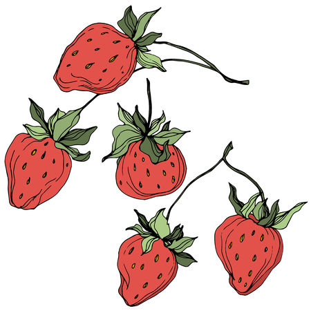Vector Strawberry fruits. Green leaf. Leaf plant botanical garden floral foliage. Red and green engraved ink art. Isolated strawberry illustration element.のイラスト素材