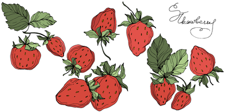 Vector Strawberry fruits. Green leaf. Leaf plant botanical garden floral foliage. Red and green engraved ink art. Isolated strawberry illustration element.のイラスト素材