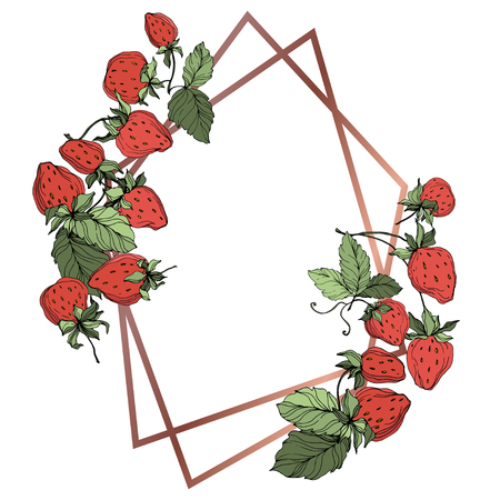 Vector Strawberry fruits. Green leaf. Leaf plant botanical garden floral foliage. Red and green engraved ink art. Frame border ornament square.のイラスト素材