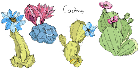 Vector Cacti floral botanical flower. Wild spring leaf wildflower isolated. Green and blue engraved ink art. Isolated cacti illustration element.のイラスト素材
