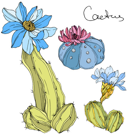 Vector Cacti floral botanical flower. Wild spring leaf wildflower isolated. Green and blue engraved ink art. Isolated cacti illustration element.のイラスト素材