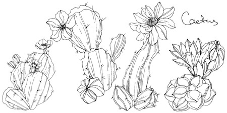 Vector Cacti floral botanical flower. Wild spring leaf wildflower isolated. Black and white engraved ink art. Isolated cacti illustration element.のイラスト素材