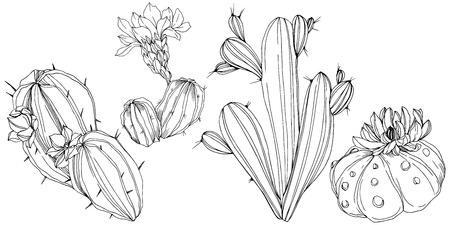 Vector Cacti floral botanical flower. Wild spring leaf wildflower isolated. Black and white engraved ink art. Isolated cacti illustration element.のイラスト素材