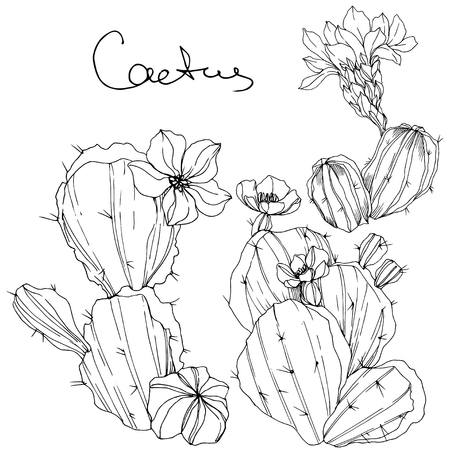 Vector Cacti floral botanical flower. Wild spring leaf wildflower isolated. Black and white engraved ink art. Isolated cacti illustration element.のイラスト素材