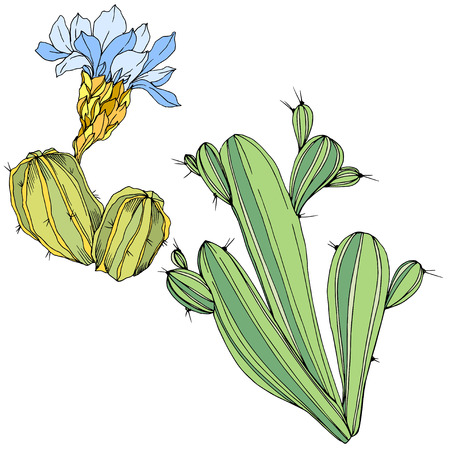 Vector Cacti floral botanical flower. Wild spring leaf wildflower isolated. Green and blue engraved ink art. Isolated cacti illustration element.のイラスト素材