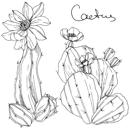 Vector Cacti floral botanical flower. Wild spring leaf wildflower isolated. Black and white engraved ink art. Isolated cacti illustration element.のイラスト素材