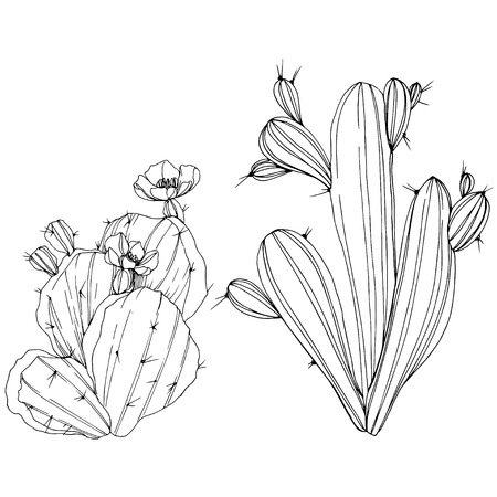 Vector Cacti floral botanical flower. Wild spring leaf wildflower isolated. Black and white engraved ink art. Isolated cacti illustration element.のイラスト素材