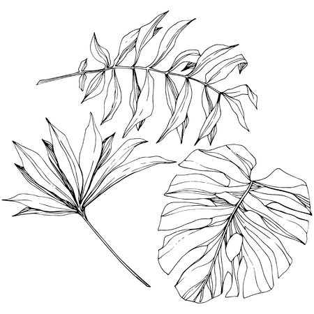 Vector Exotic tropical hawaiian summer. Palm beach tree jungle botanical leaves. Black and white engraved ink art. Leaf plant botanical garden floral foliage. Isolated leaf illustration element.のイラスト素材