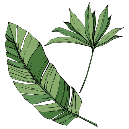 Vector Exotic tropical hawaiian summer. Palm beach tree jungle botanical leaves. Green engraved ink art. Leaf plant botanical garden floral foliage. Isolated leaf illustration element.のイラスト素材