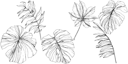 Vector Exotic tropical hawaiian summer. Palm beach tree jungle botanical leaves. Black and white engraved ink art. Leaf plant botanical garden floral foliage. Isolated leaf illustration element.のイラスト素材