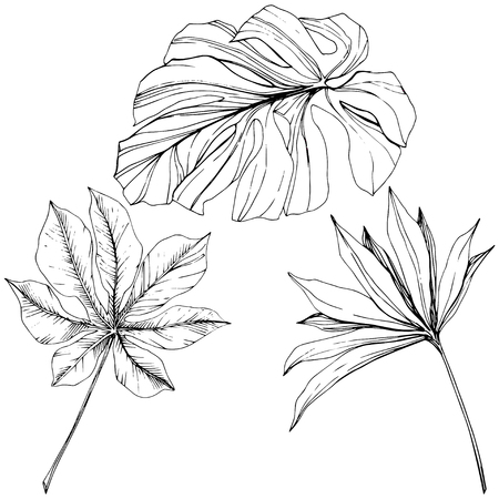 Vector Exotic tropical hawaiian summer. Palm beach tree jungle botanical leaves. Black and white engraved ink art. Leaf plant botanical garden floral foliage. Isolated leaf illustration element.のイラスト素材