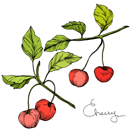 Vector Cherry fruit. Leaf plant botanical garden floral foliage. Red and green engraved ink art. Isolated berry illustration element on white background.のイラスト素材
