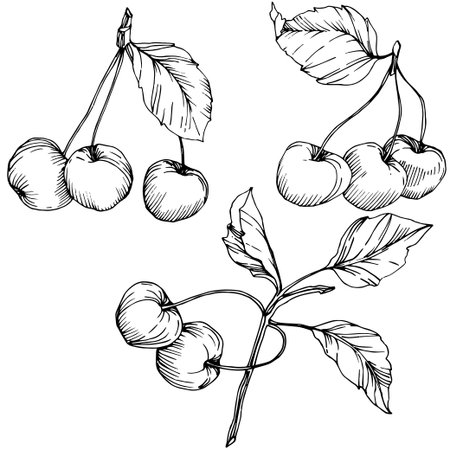 Vector Cherry fruit. Leaf plant botanical garden floral foliage. Black and white engraved ink art. Isolated berry illustration element on white background.のイラスト素材