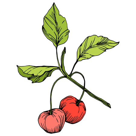 Vector Cherry fruit. Leaf plant botanical garden floral foliage. Red and green engraved ink art. Isolated berry illustration element on white background.のイラスト素材