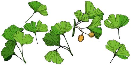 Vector Isolated ginkgo illustration element. Green leaf. Plant botanical garden floral foliage. Green engraved ink art on white background.のイラスト素材