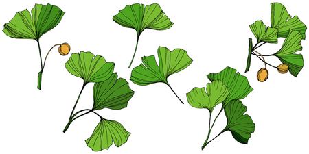 Vector Isolated ginkgo illustration element. Green leaf. Plant botanical garden floral foliage. Green engraved ink art on white background.のイラスト素材