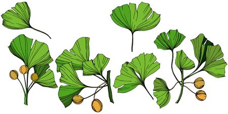 Vector Isolated ginkgo illustration element. Green leaf. Plant botanical garden floral foliage. Green engraved ink art on white background.のイラスト素材