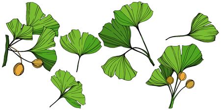 Vector Isolated ginkgo illustration element. Green leaf. Plant botanical garden floral foliage. Green engraved ink art on white background.のイラスト素材