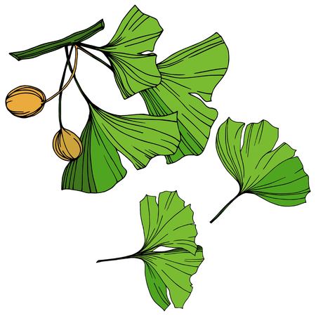 Vector Isolated ginkgo illustration element. Green leaf. Plant botanical garden floral foliage. Green engraved ink art on white background.のイラスト素材