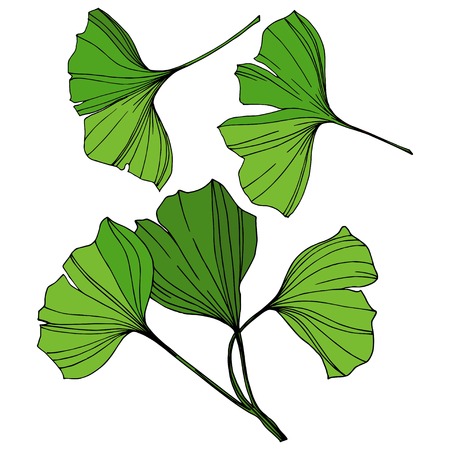 Vector Isolated ginkgo illustration element. Green leaf. Plant botanical garden floral foliage. Green engraved ink art on white background.のイラスト素材