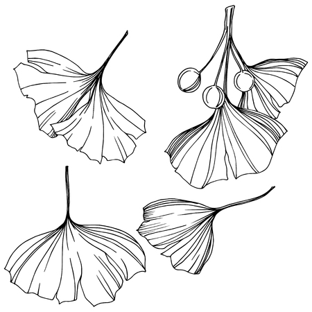 Vector Isolated ginkgo illustration element. Leaf plant botanical garden floral foliage. Black and white engraved ink art on white background.のイラスト素材