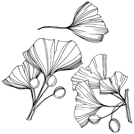 Vector Isolated ginkgo illustration element. Leaf plant botanical garden floral foliage. Black and white engraved ink art on white background.のイラスト素材