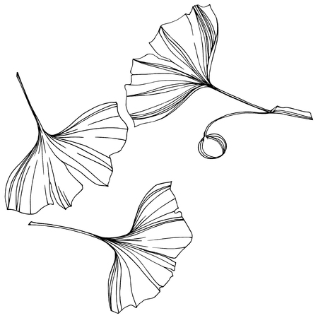 Vector Isolated ginkgo illustration element. Leaf plant botanical garden floral foliage. Black and white engraved ink art on white background.のイラスト素材