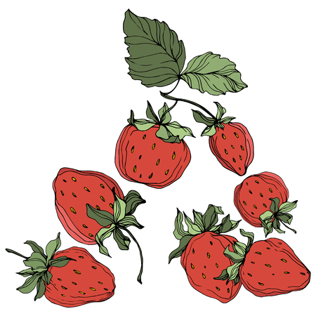 Vector Strawberry fruits. Green leaf. Leaf plant botanical garden floral foliage. Red and green engraved ink art. Isolated strawberry illustration element.のイラスト素材