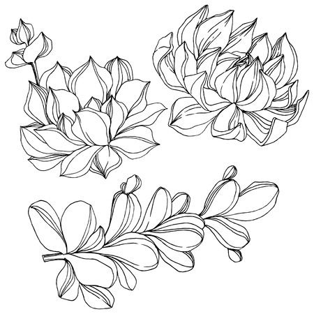 Vector Succulent floral botanical flower. Wild spring leaf wildflower isolated. Black and white engraved ink art. Isolated succulents illustration element on white background.のイラスト素材