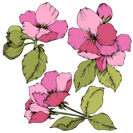 Vector Apple blossom floral botanical flower. Wild spring leaf wildflower isolated. Pink and green engraved ink art. Isolated flowers illustration element on white background.のイラスト素材