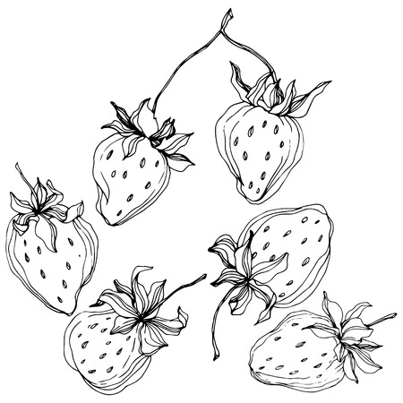Vector Strawberry fruits. Leaf plant botanical garden floral foliage. Black and white engraved ink art. Isolated strawberry illustration element.のイラスト素材