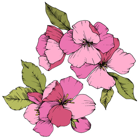 Vector Apple blossom floral botanical flower. Wild spring leaf wildflower isolated. Pink and green engraved ink art. Isolated flowers illustration element on white background.のイラスト素材