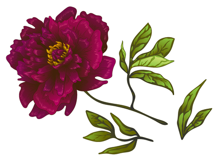 Vector Burgundy peony floral botanical flower. Wild spring leaf wildflower isolated. Engraved ink art. Isolated peonies illustration element on white background.のイラスト素材