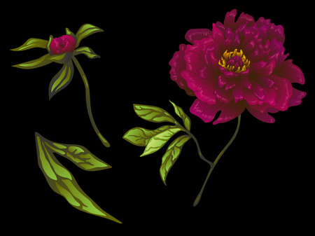 Vector Burgundy peony floral botanical flower. Wild spring leaf wildflower isolated. Engraved ink art. Isolated peonies illustration element on black background.のイラスト素材