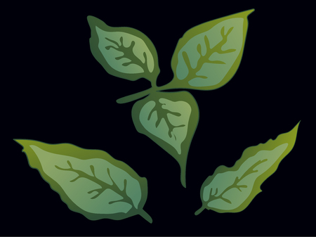 Vector Rose Green leaf floral botanical flower. Wild spring leaf wildflower isolated. Green engraved ink art. Isolated rose illustration element on black background.のイラスト素材