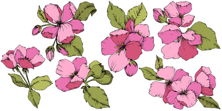Vector Apple blossom floral botanical flower. Wild spring leaf wildflower isolated. Pink and green engraved ink art. Isolated flowers illustration element on white background.のイラスト素材