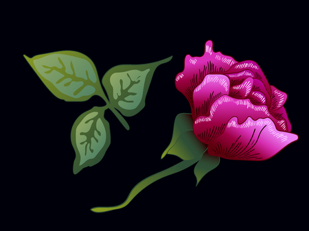 Vector Purple Rose floral botanical flower. Wild spring leaf wildflower isolated. Purple engraved ink art. Isolated rose illustration element on black background.のイラスト素材