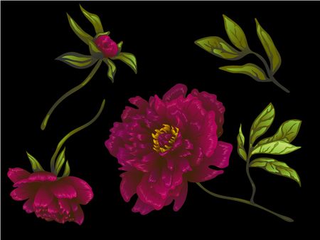 Vector Burgundy peony floral botanical flower. Wild spring leaf wildflower isolated. Engraved ink art. Isolated peonies illustration element on black background.のイラスト素材