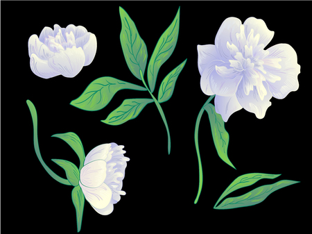 Vector White peony floral botanical flower. Wild spring leaf wildflower isolated. Black and white engraved ink art. Isolated peonies illustration element on black background.のイラスト素材