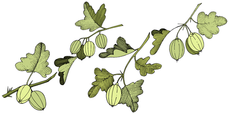 Vector Black and white engraved ink art. Isolated gooseberry illustration element. Green leaf. Leaf plant botanical garden floral foliage.のイラスト素材