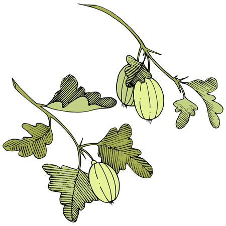 Vector Black and white engraved ink art. Isolated gooseberry illustration element. Green leaf. Leaf plant botanical garden floral foliage.のイラスト素材