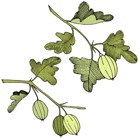 Vector Black and white engraved ink art. Isolated gooseberry illustration element. Green leaf. Leaf plant botanical garden floral foliage.のイラスト素材